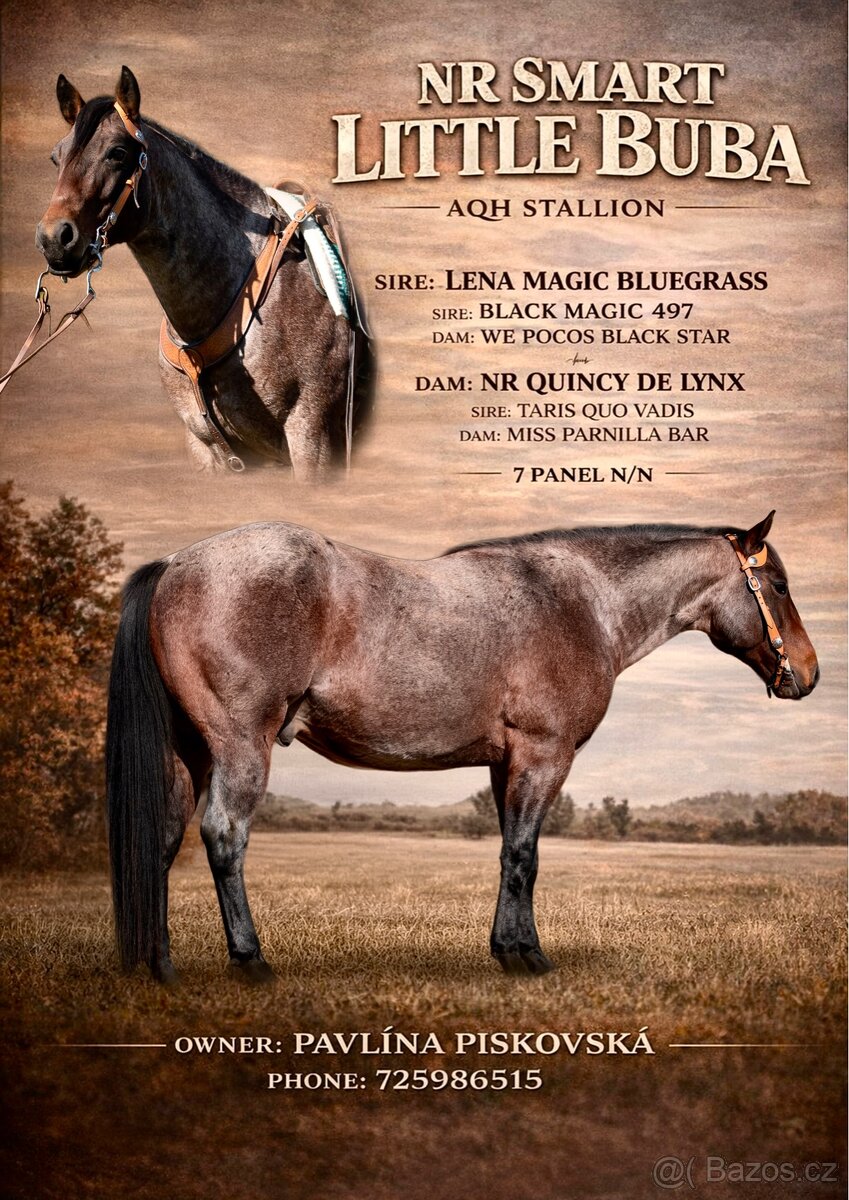 Připouštění hřebcem AQH