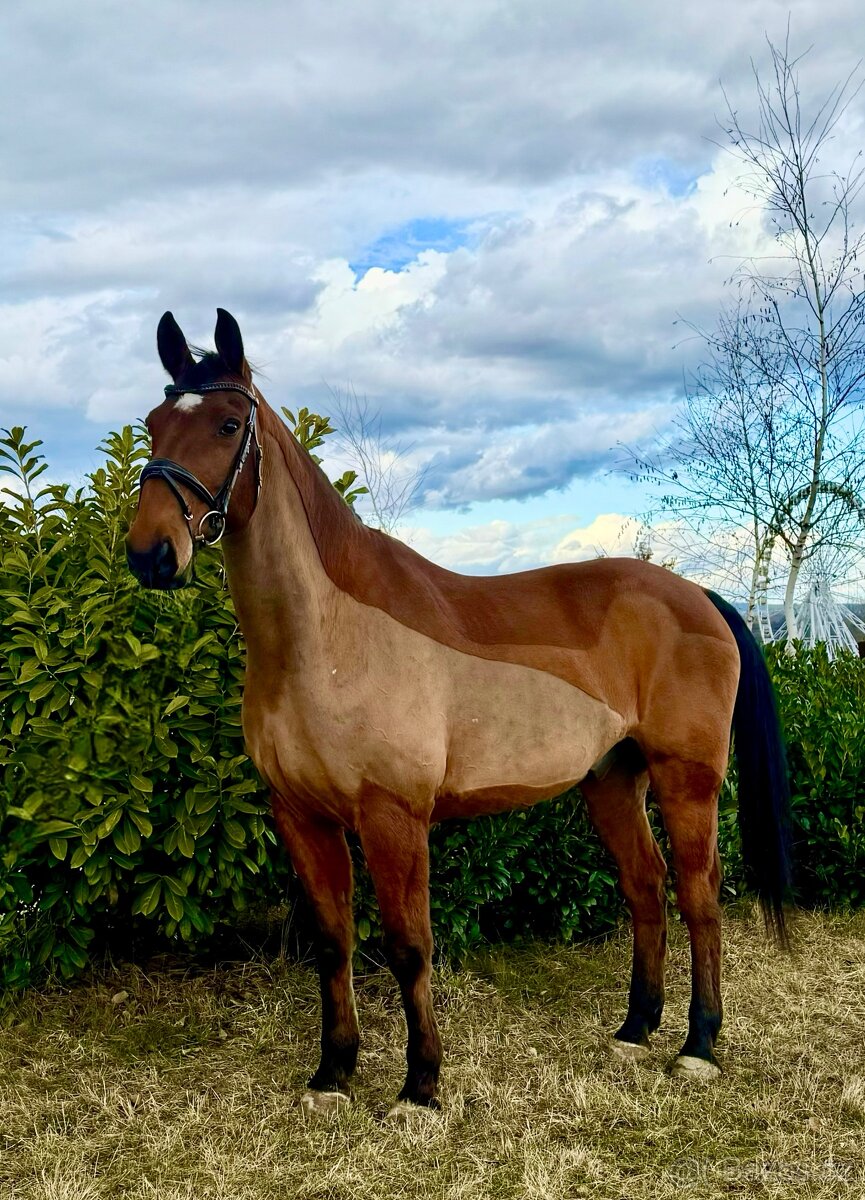 Hodný valach - učitel k prodeji