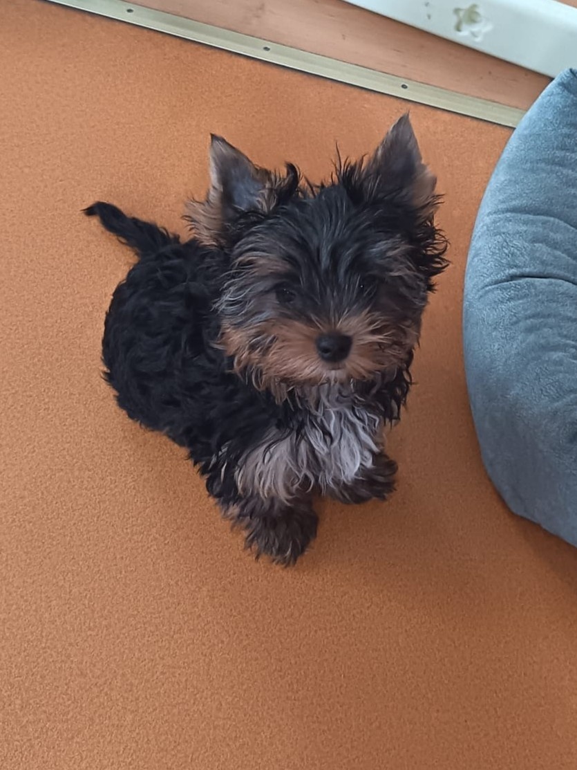 Jorkšírský teriér s PP