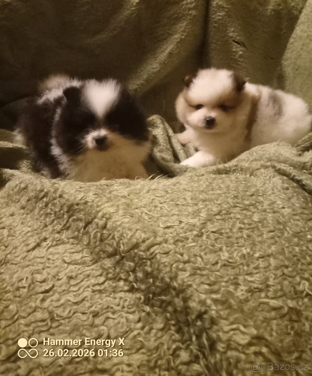 Pomeranian- trpasličí špic bez Pp