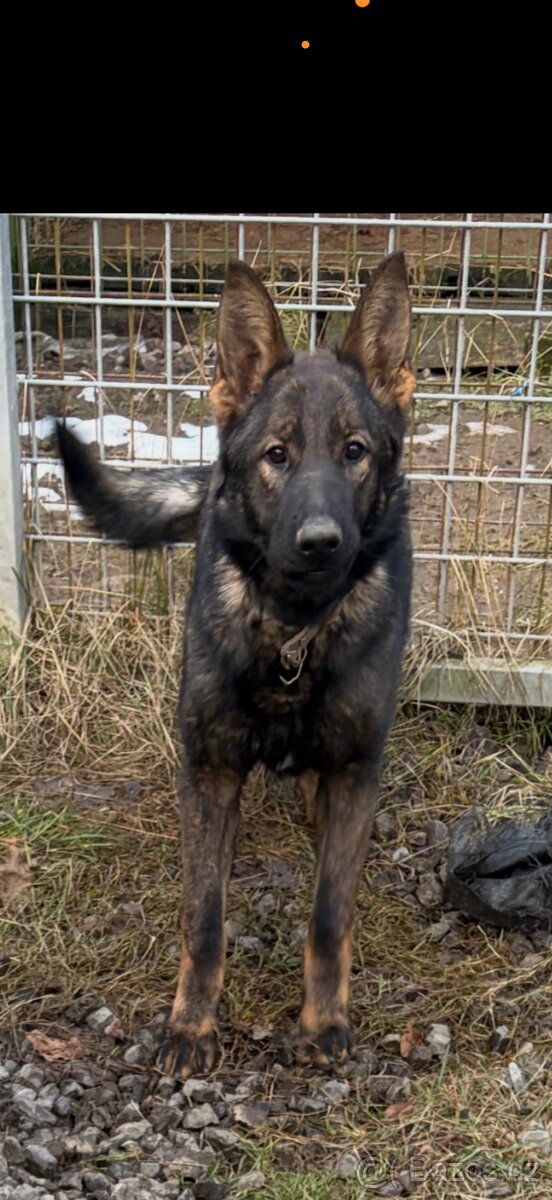 Německý ovčák s PP