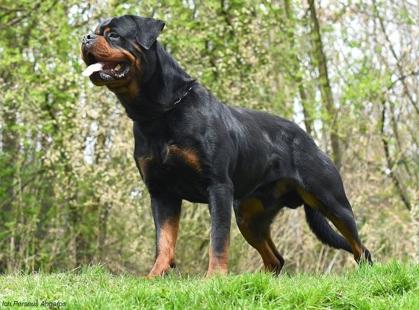 rotvajler - štěňata