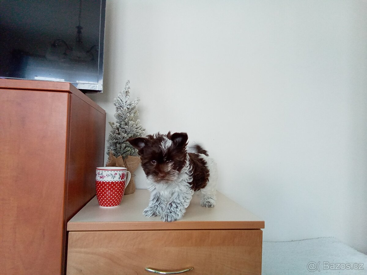 Jorkšírský teriér štěňata