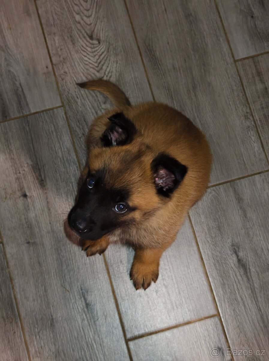 Belgický ovčák (Malinois)
