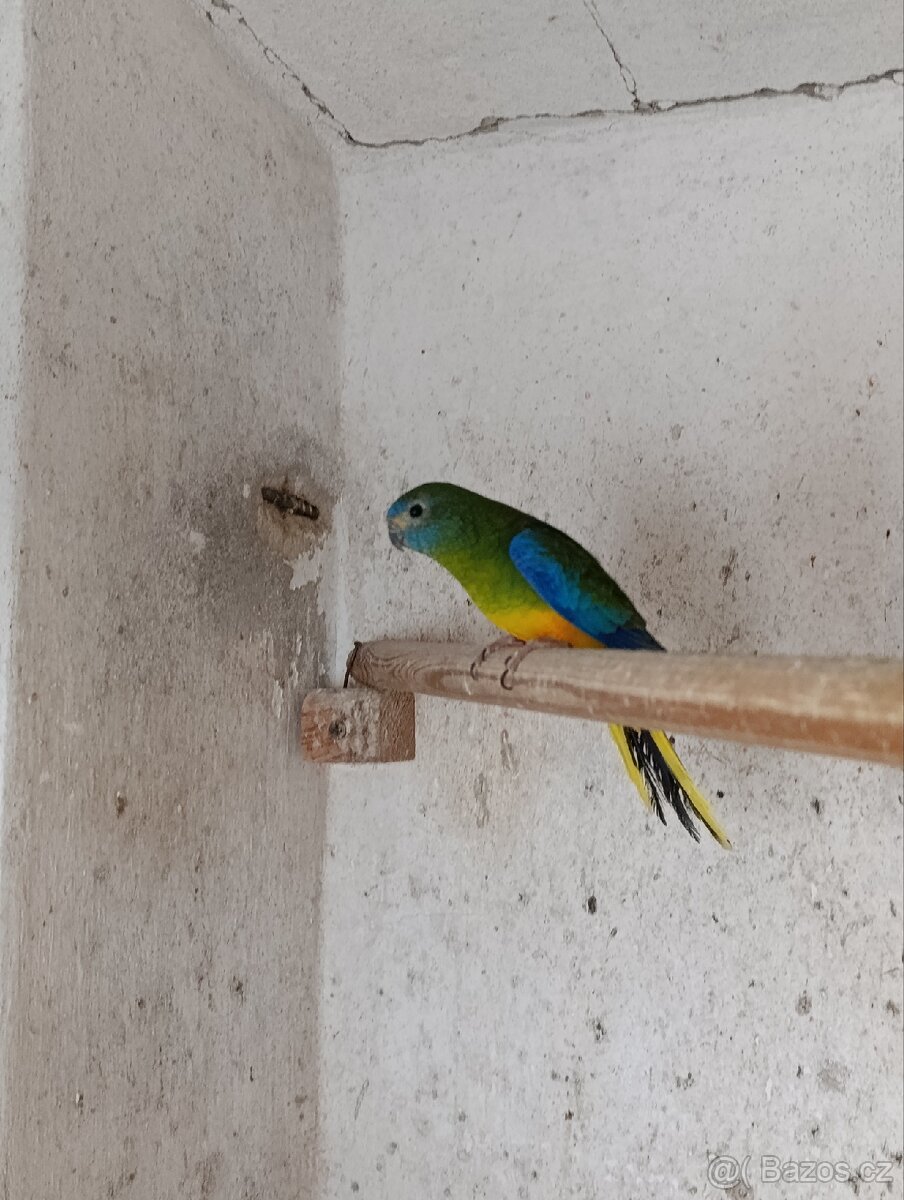 Prodám samičku Neopfémy Tyrkysové