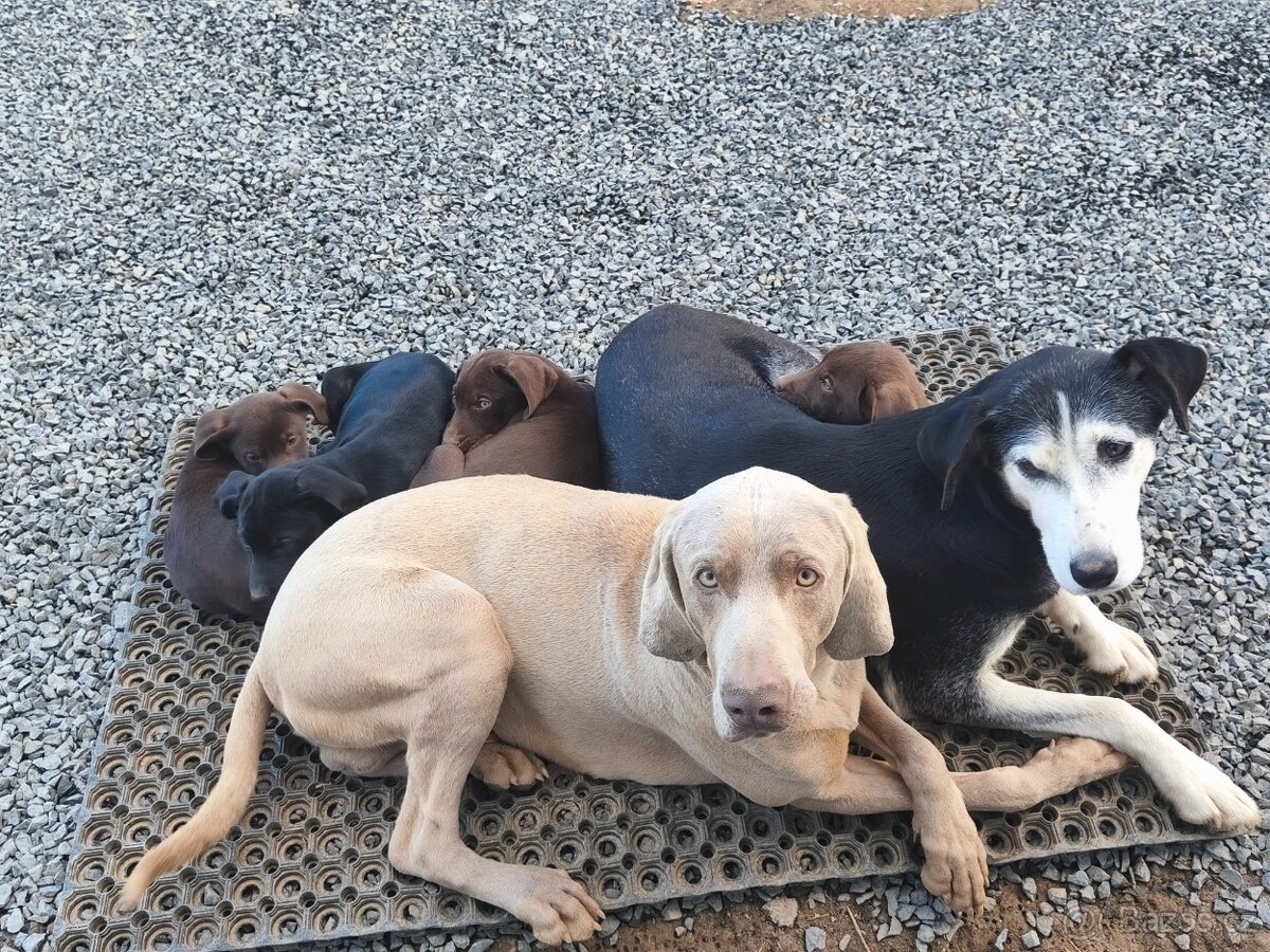 Pejsek pro rodinný život