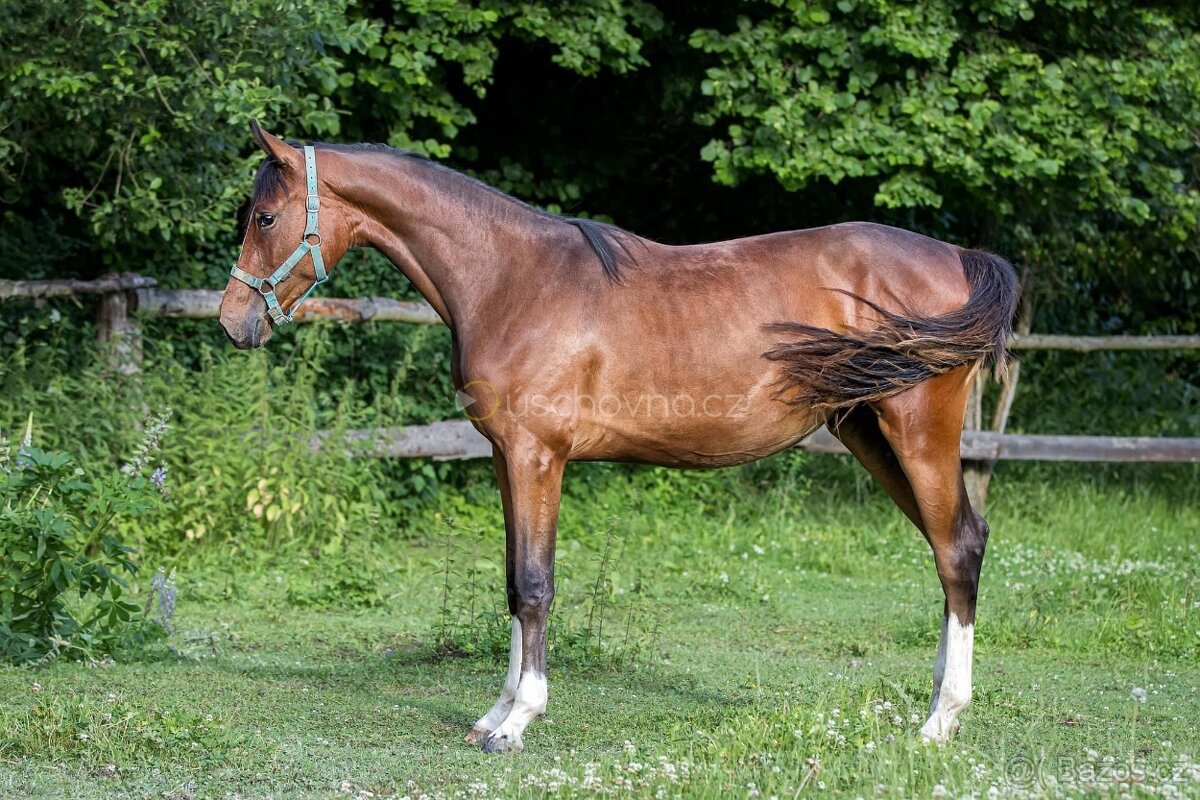 Letos tříletá klisna po Vatson Sitte