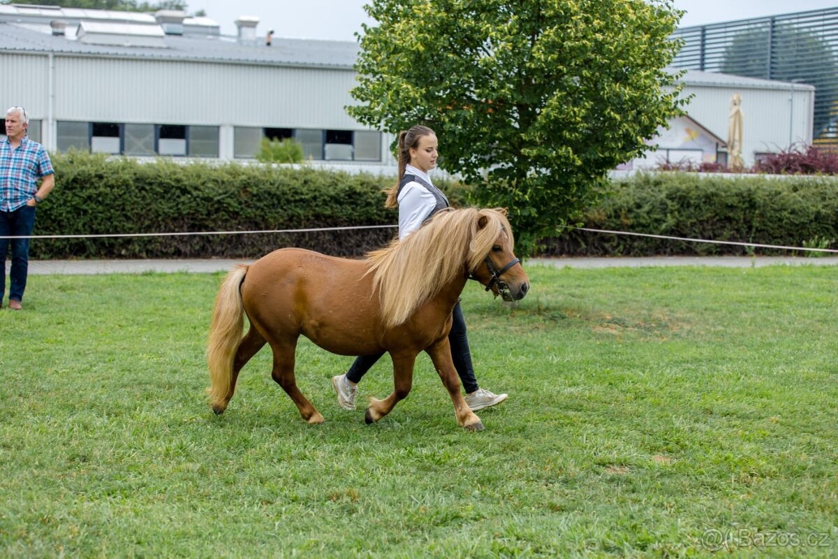 připouštění Shetland pony