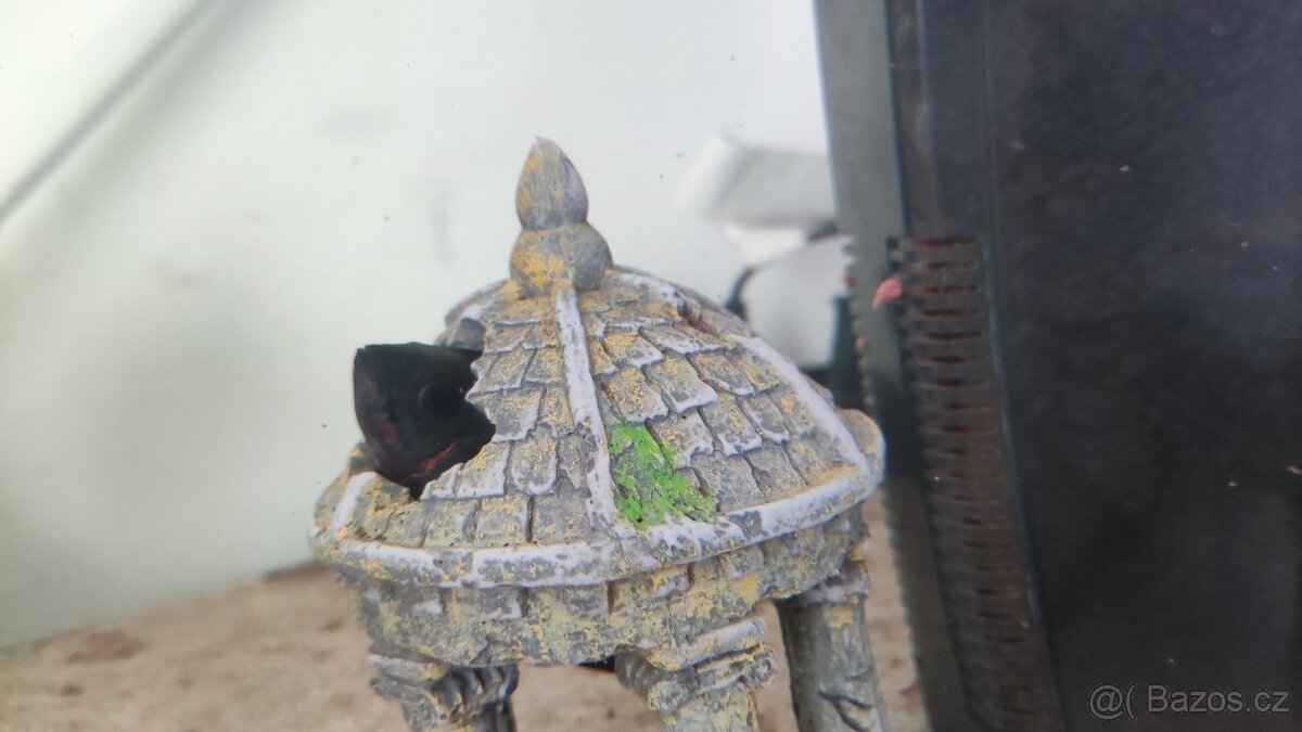 Vrubozubec paví 3ks