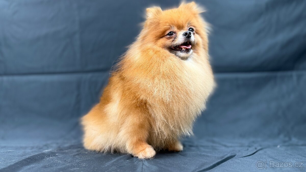 Chovná fenka Pomeranian s PP FCI