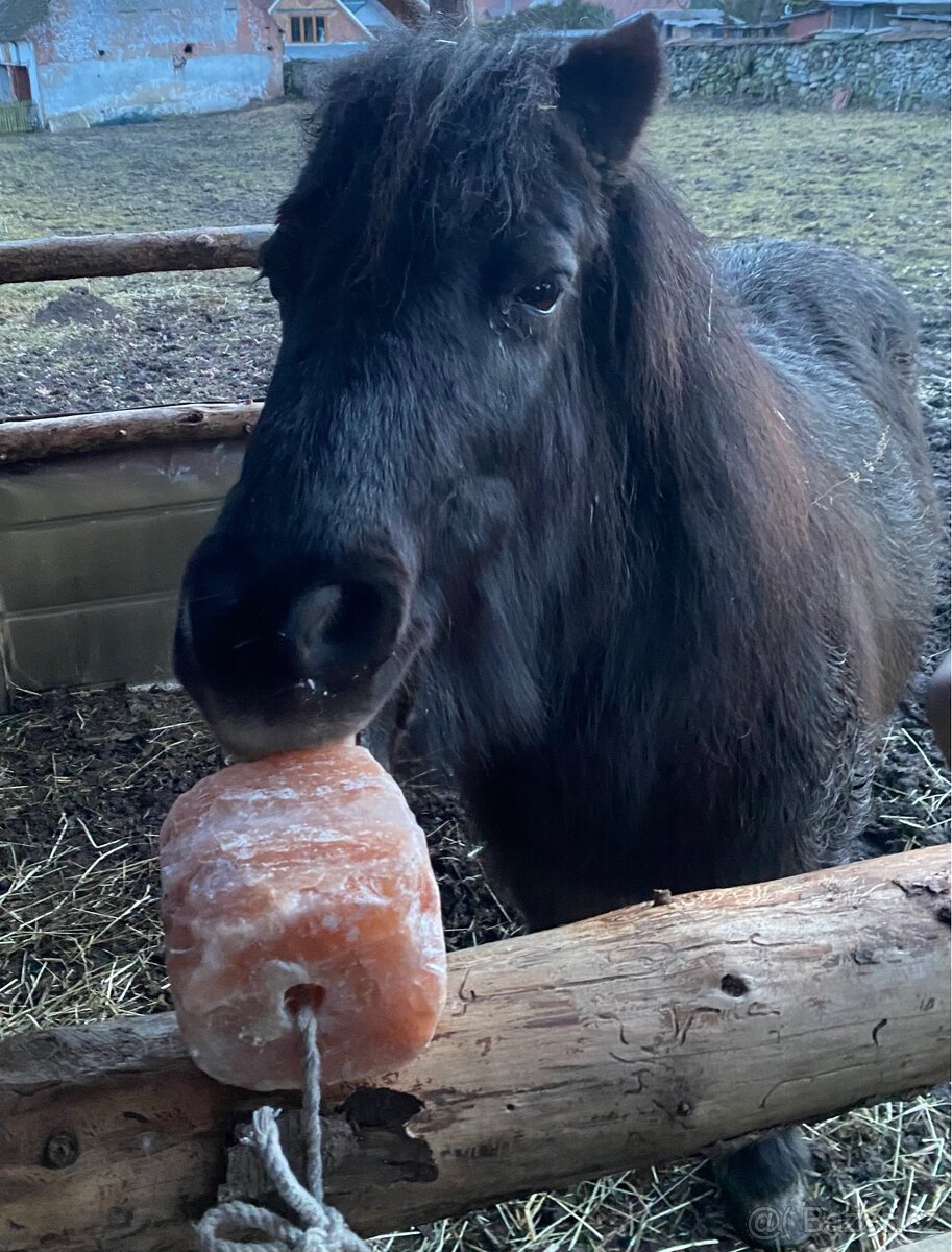 Ponička jako společník