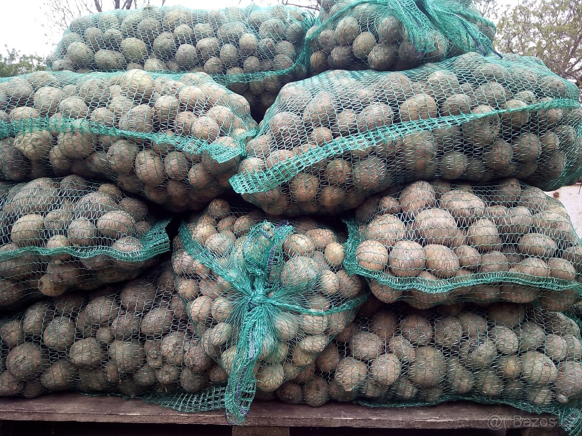 Sadba BRAMBOR 10kč/kg, České brambory 8kč/kg,krmná mrkev 6kč