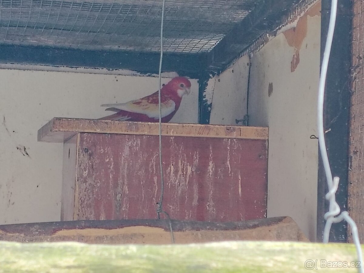 Prodám různé papoušky