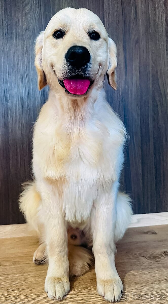 Zlaty retrívr Golden retrívr štenatka s po