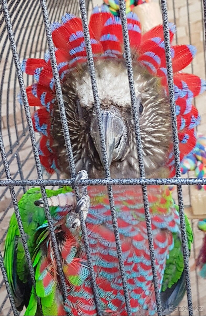 Amazoňan vějířový