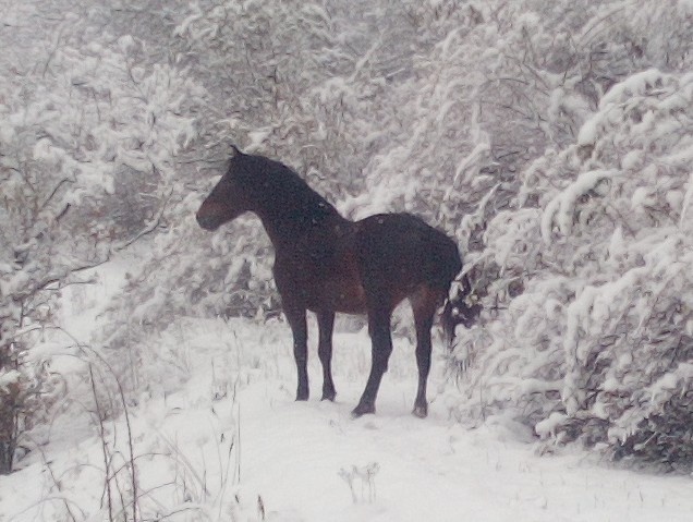 Velký Welsh Cob hřebec