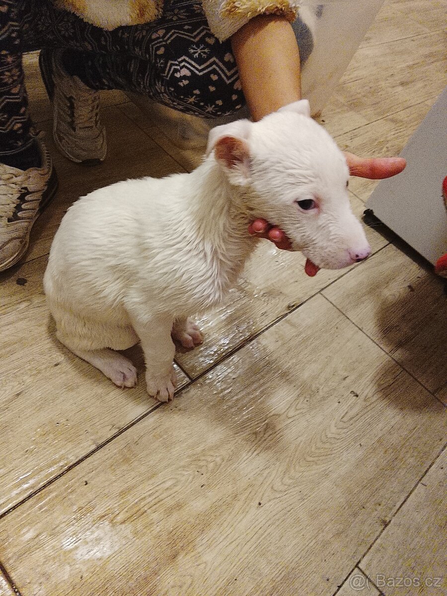 Krásné štěňátka na prodej stáří 2 měsíční: aktuální