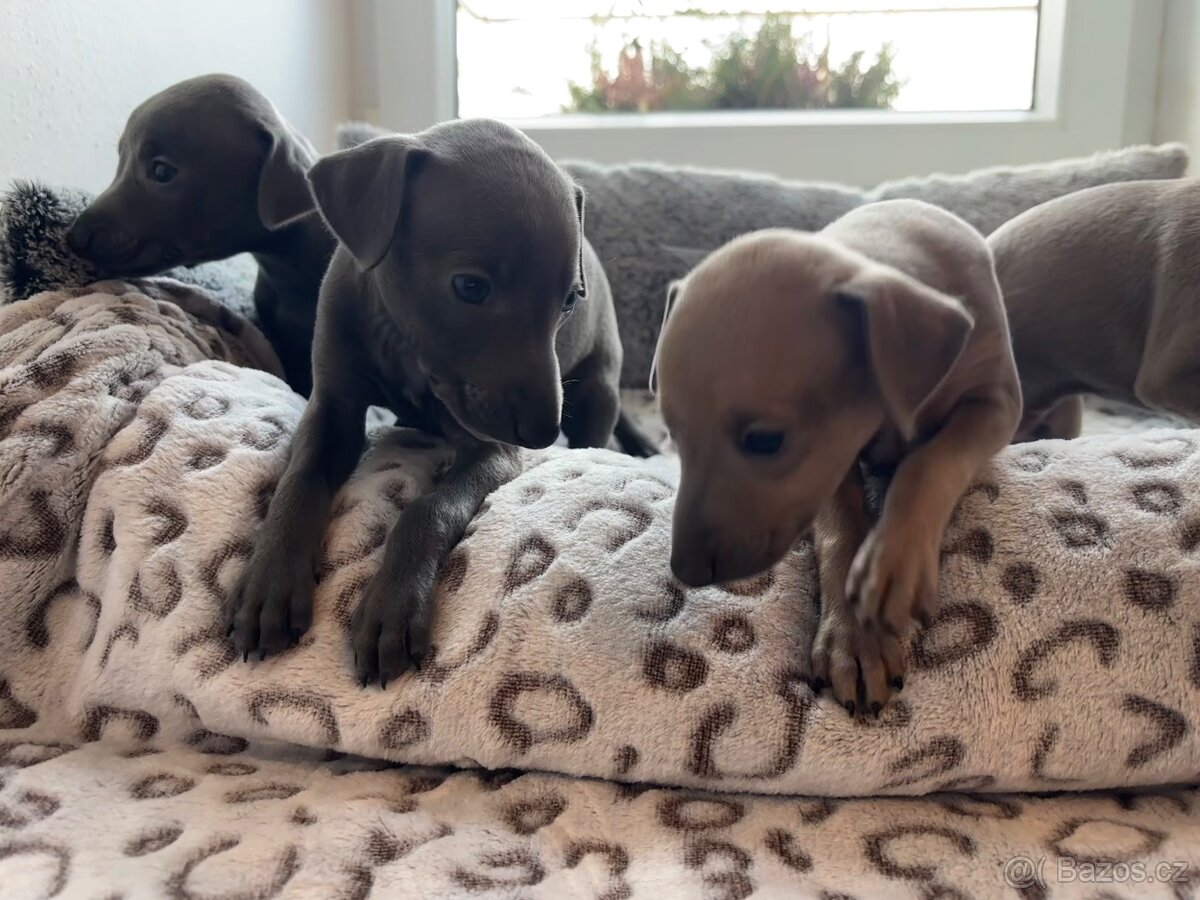 Štěňátka Italského chrtíka s PP