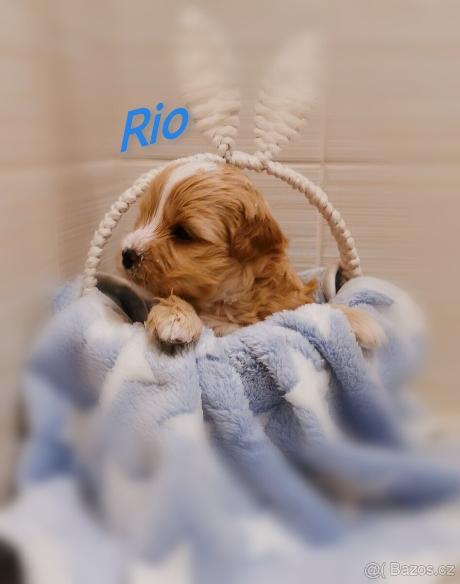 Jorkšírský teriér s PP, Yorkshire Terier