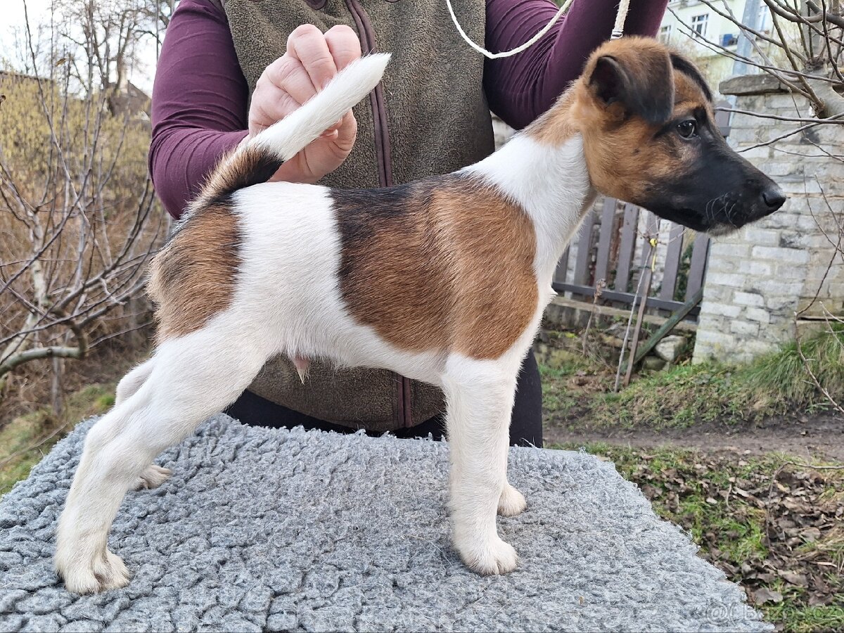 Foxteriér hladkosrstý