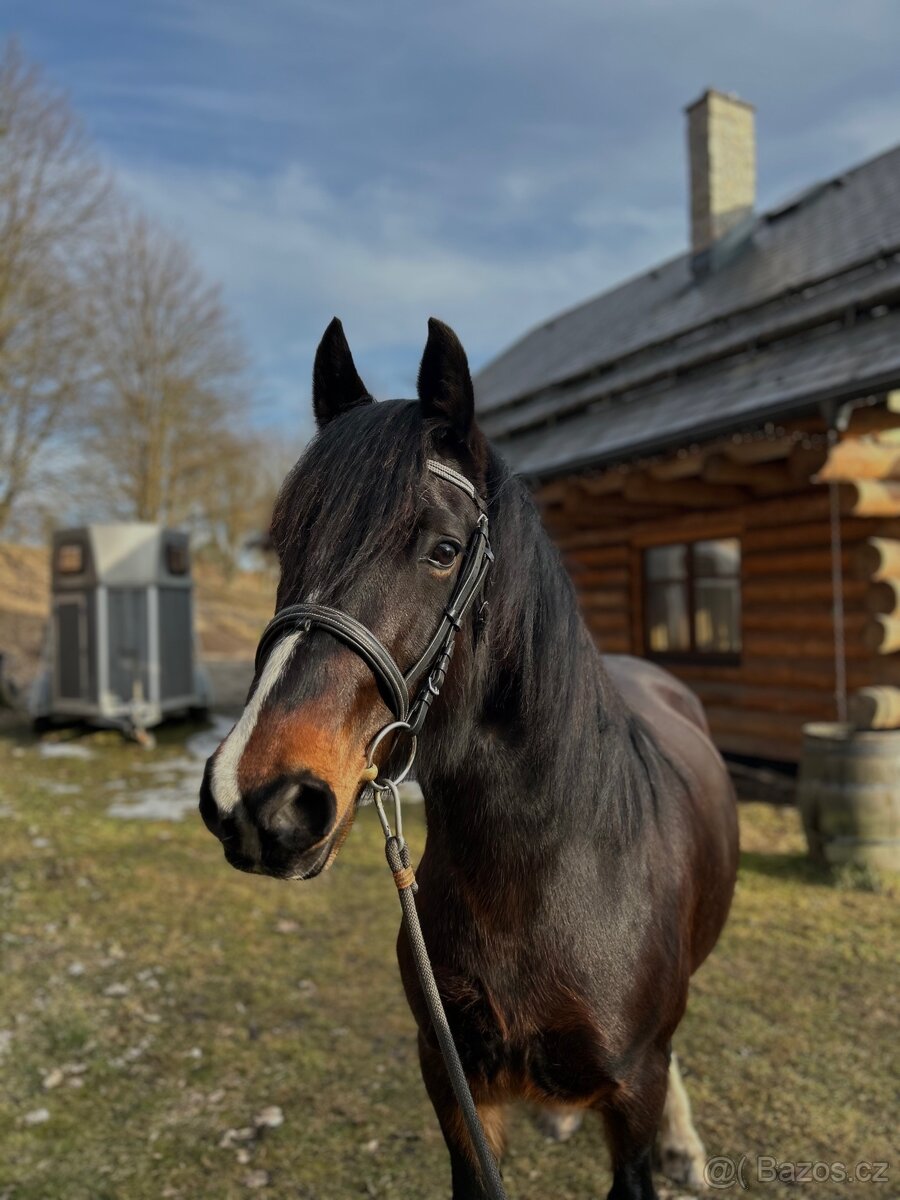 Klisna Welsh Cob D