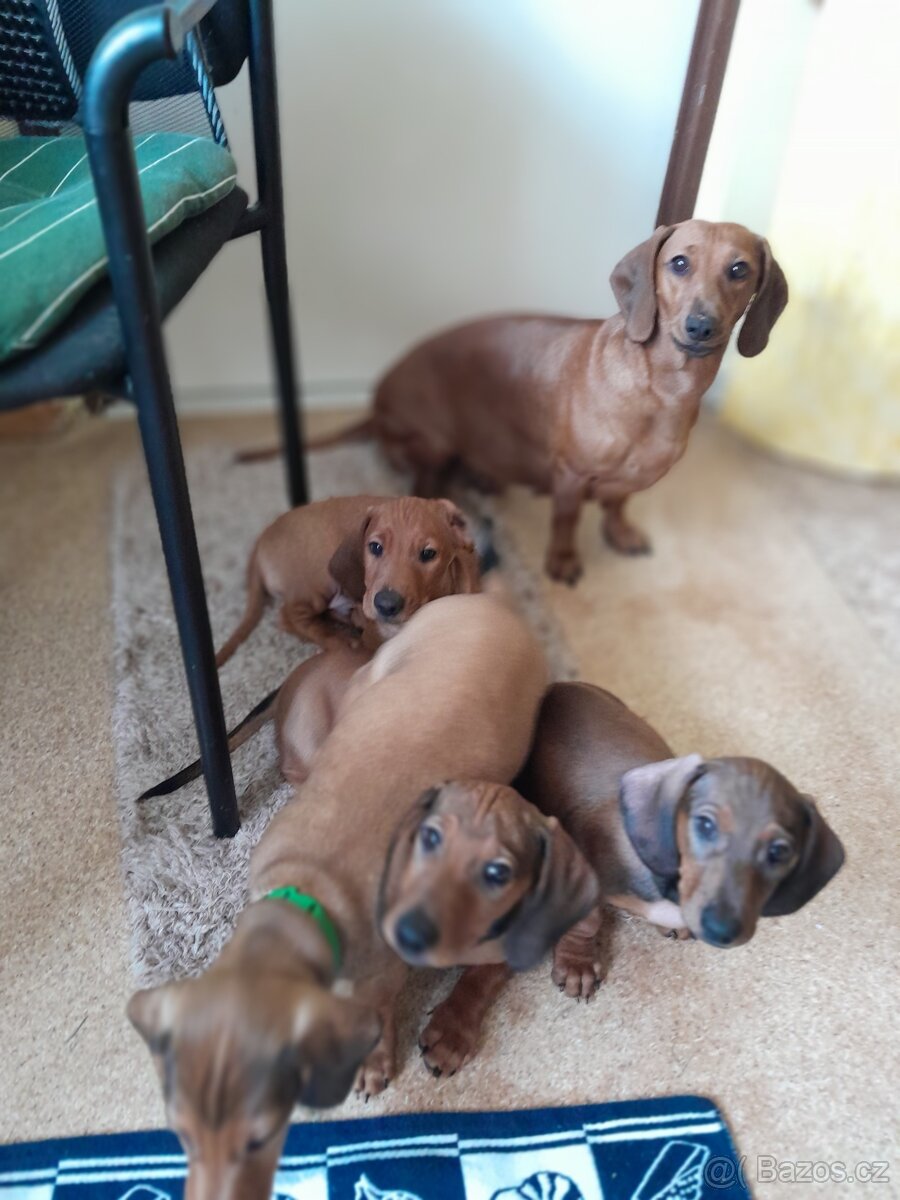 Jezevčík hladkosrstý standart