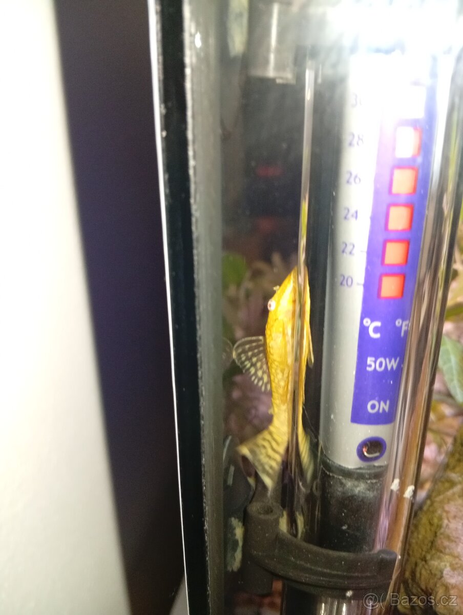 Ancistrusy, pancéřníček malý