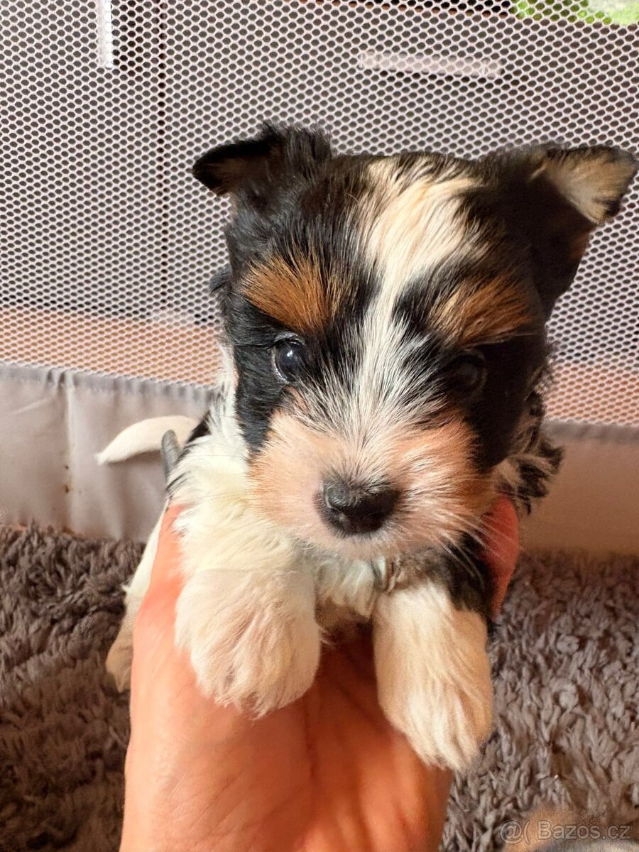 Jorkšírský teriér