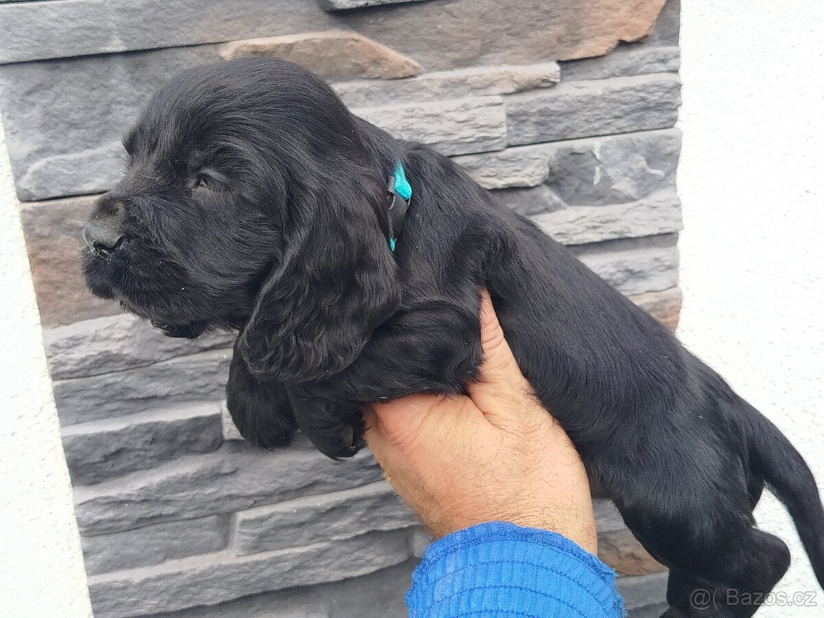 ANGLICKÝ KOKRSPANEL