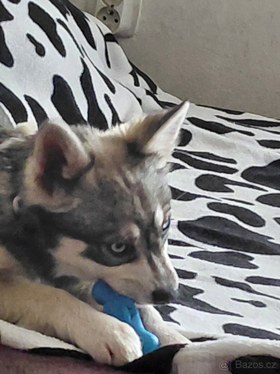 Alaskan Klee Kai