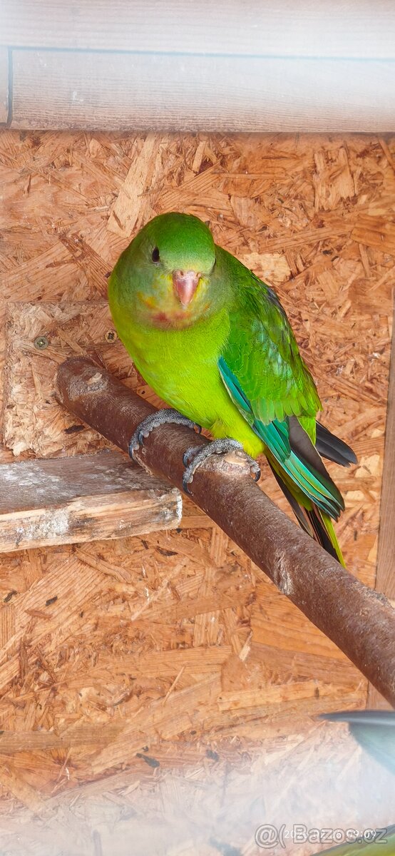 Papoušek nádherný