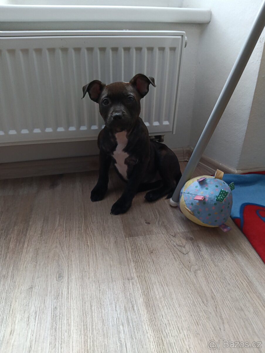 Stafordšírský bulteriér