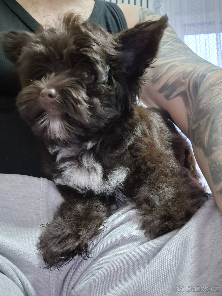 Prodám Jokšírský teriér čokoládový s pp