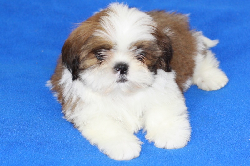 Shih-tzu, Shih tzu, si cu bez pp