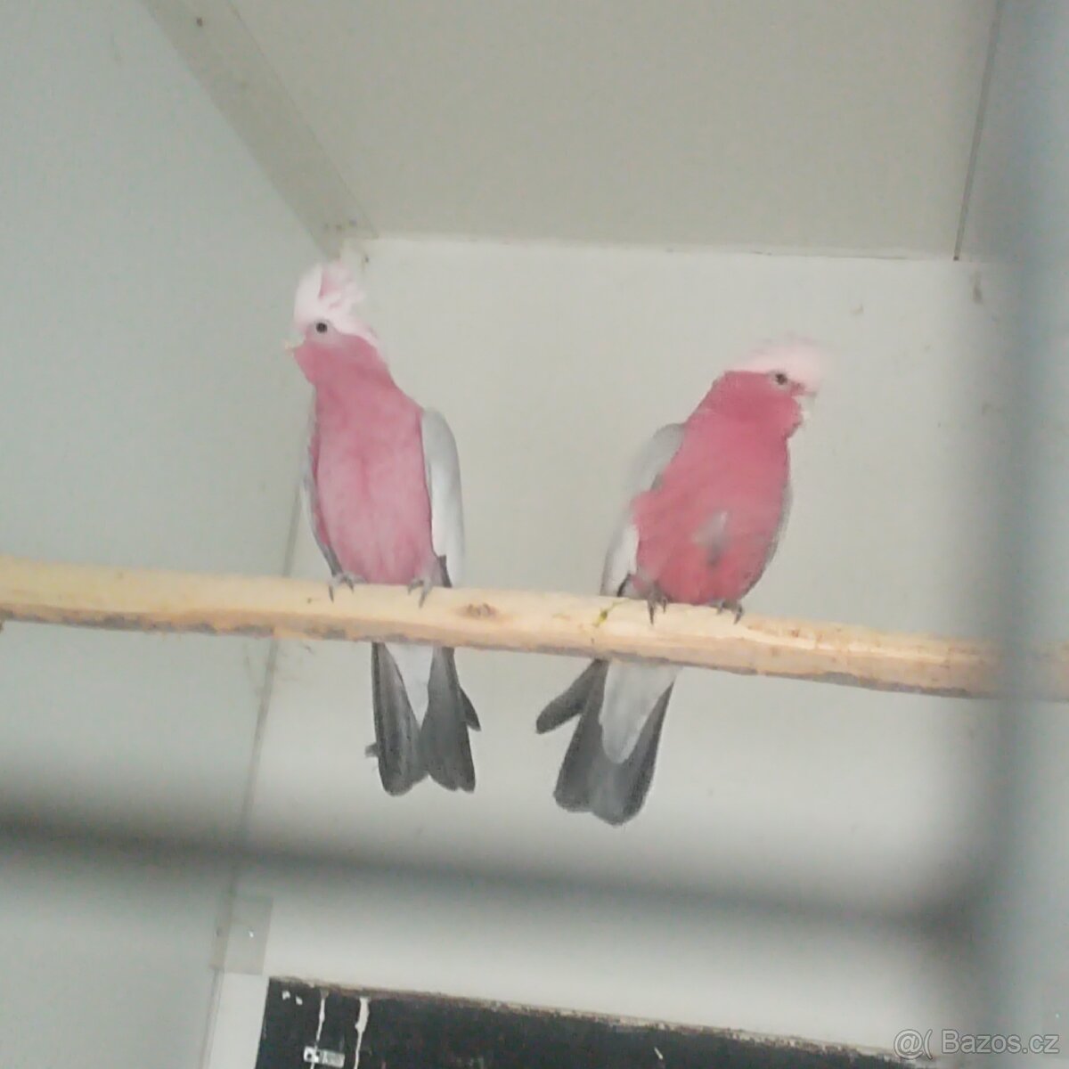 Kakadu růžový končím s chovem