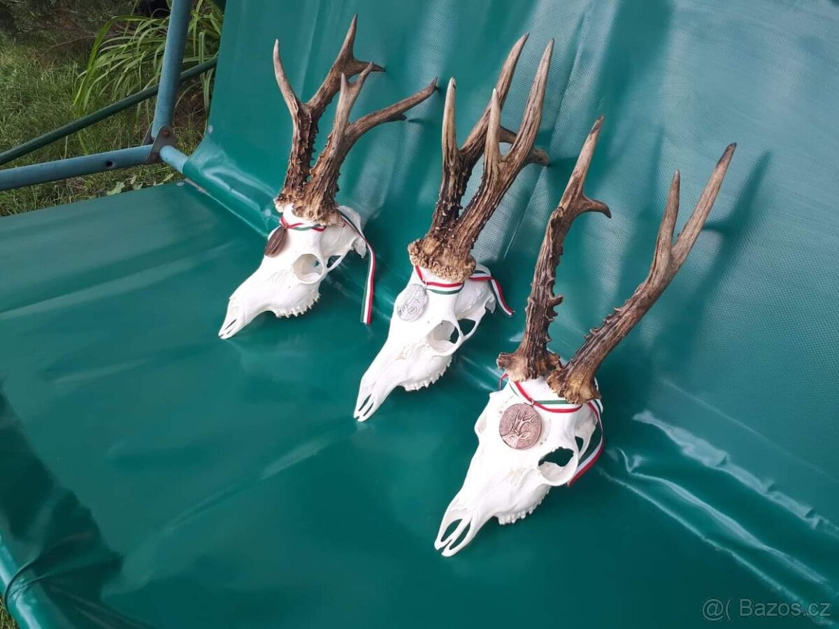 Polovačka v maďaesku