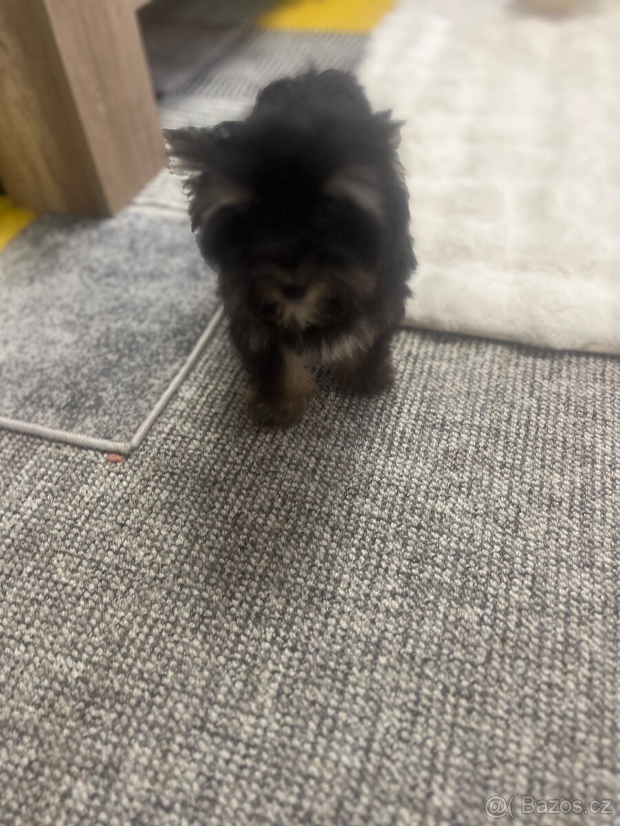 Jorksirsky terier biwier