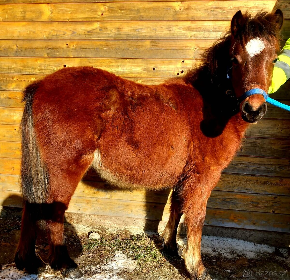 Klisnička - hnědka WPB