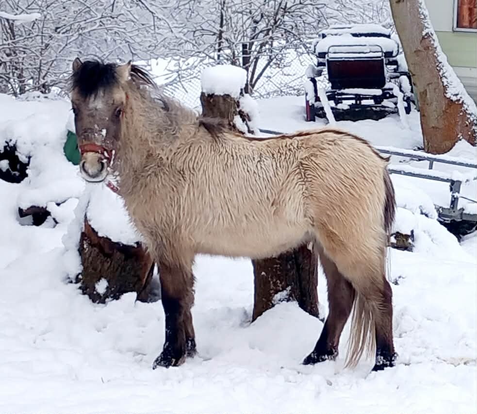 Dvouletý hřebeček pony
