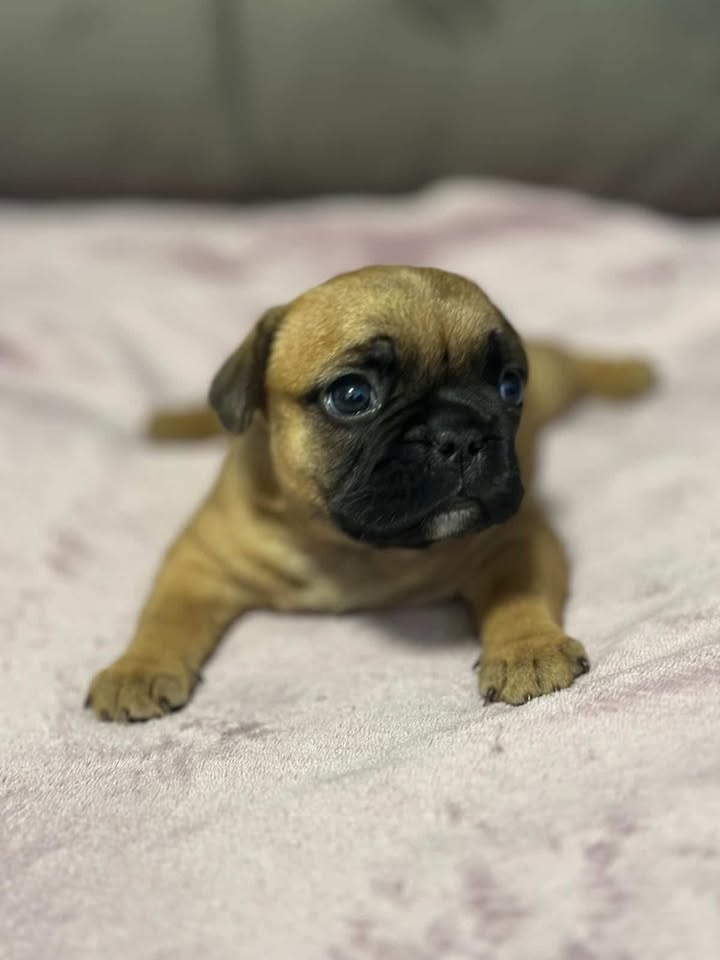 Francouzský buldoček – hnědý chlapeček