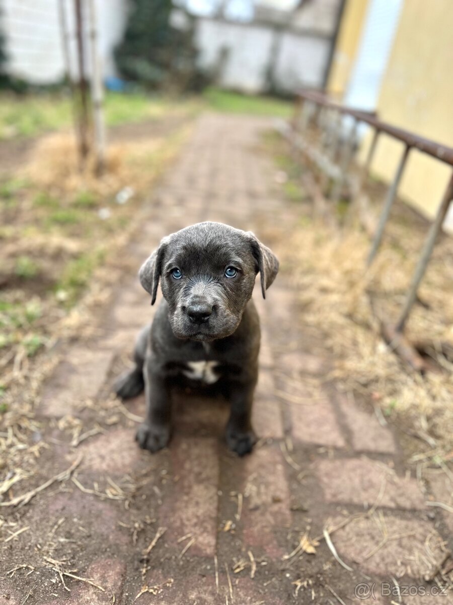Štěňata Cane Corso