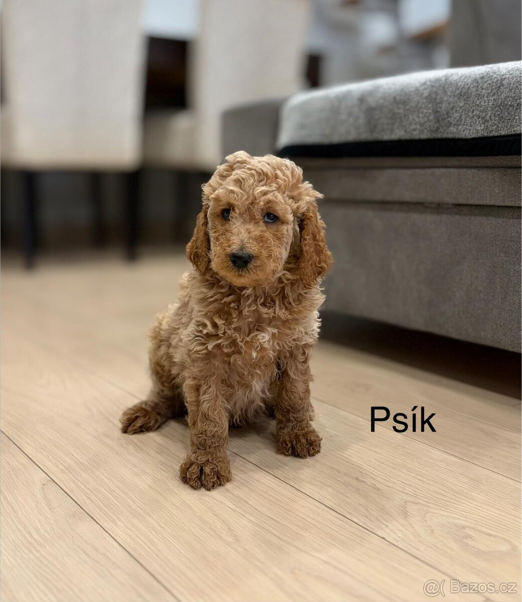 Goldendoodle stredny