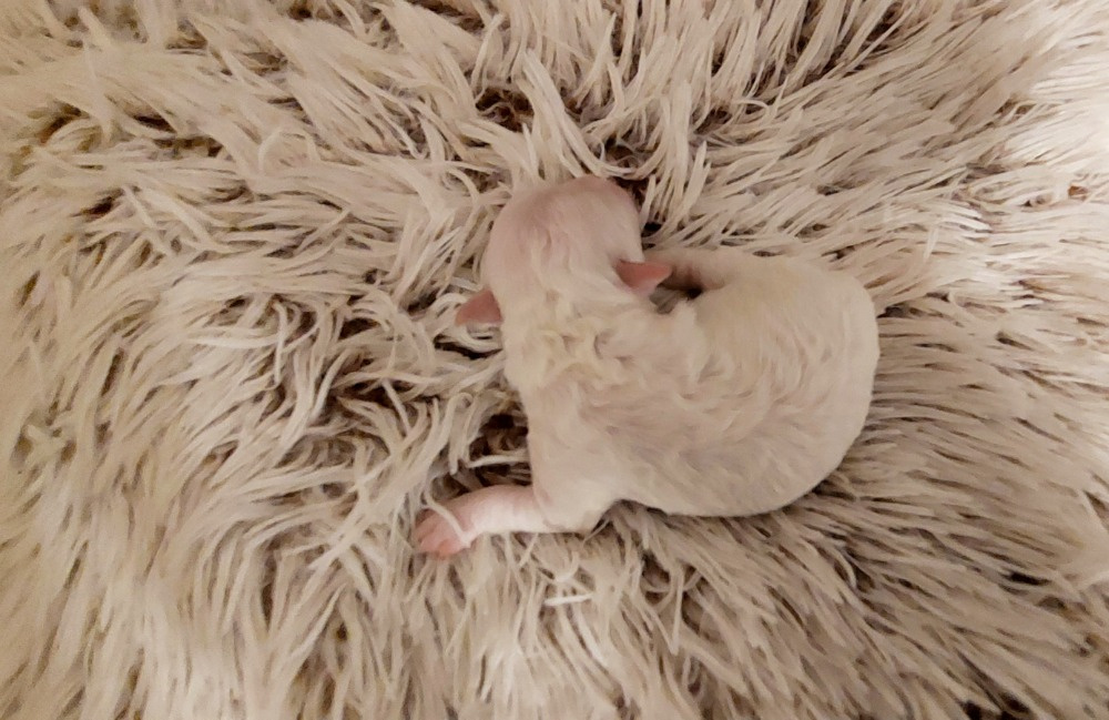 Bišonek frisé s PP