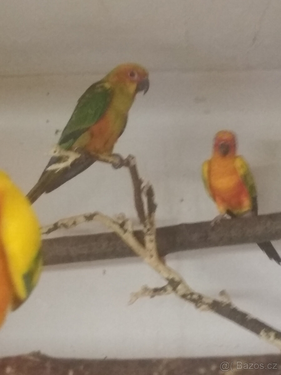 aratinga sluneční samci i samičky