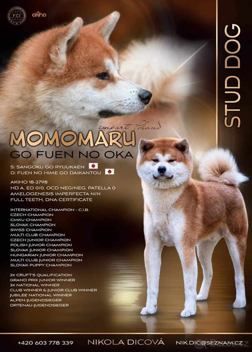 Nabízím ke krytí pes Akita Inu