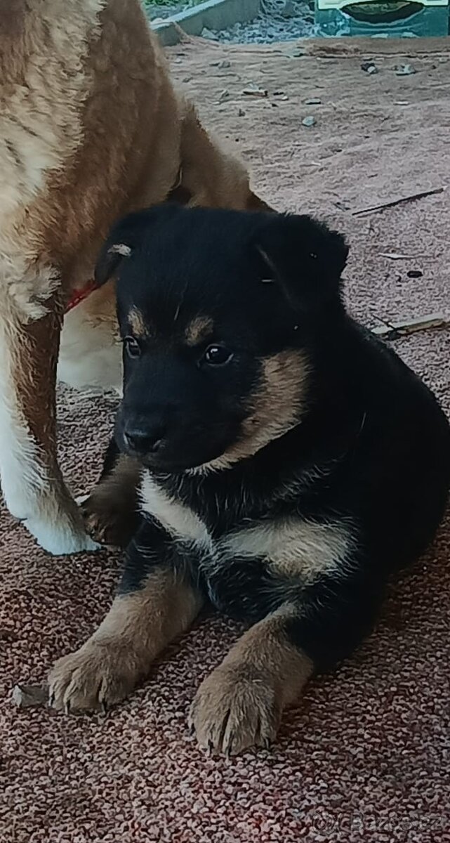 Štěňátko Shiba inu
