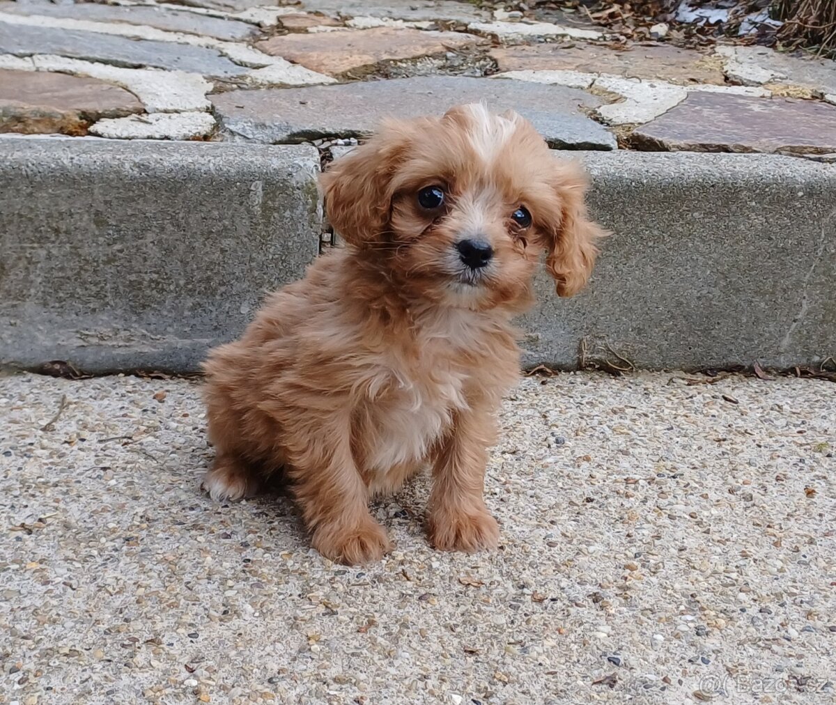 Cavapoo