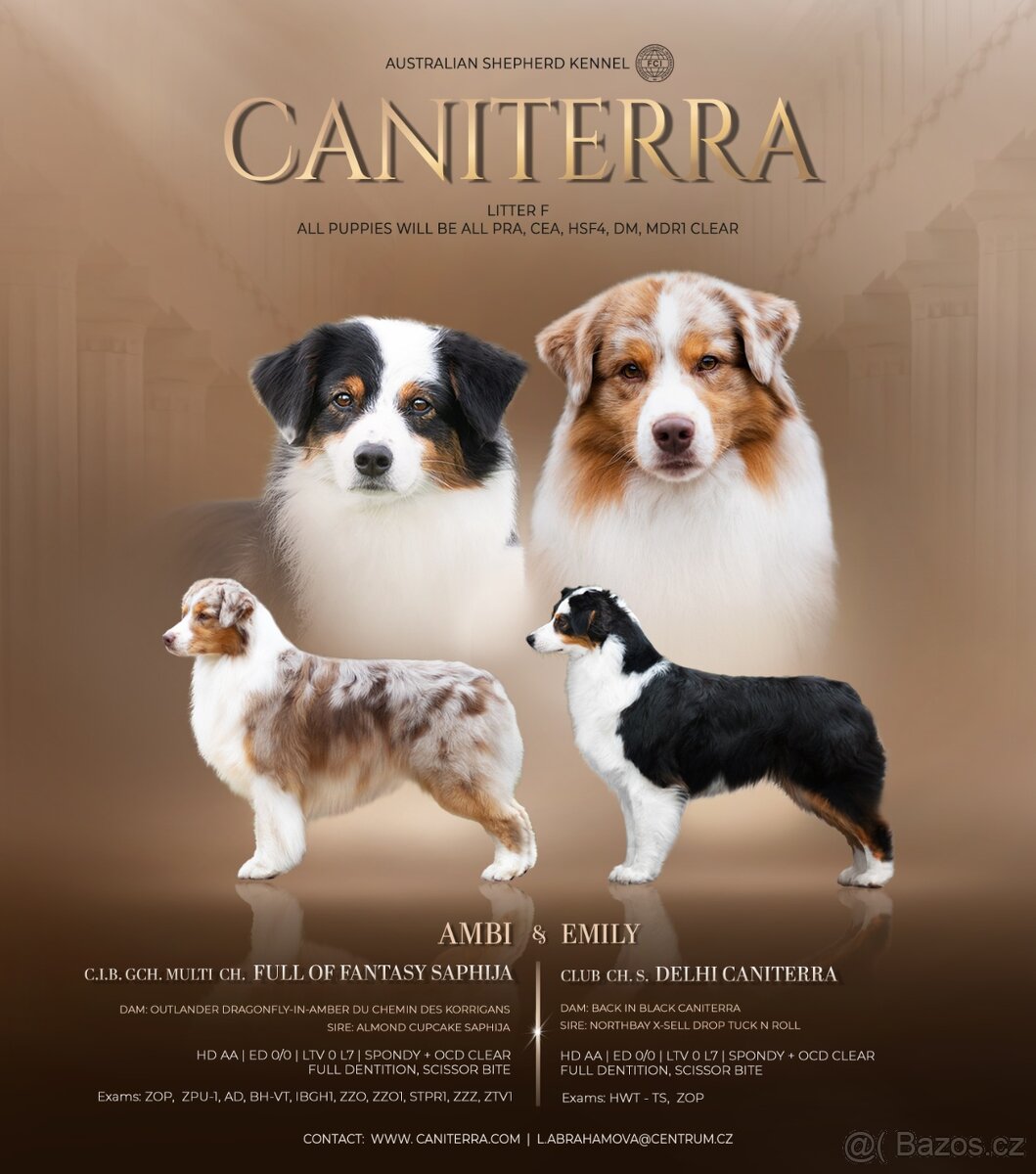 Australský ovčák s PP