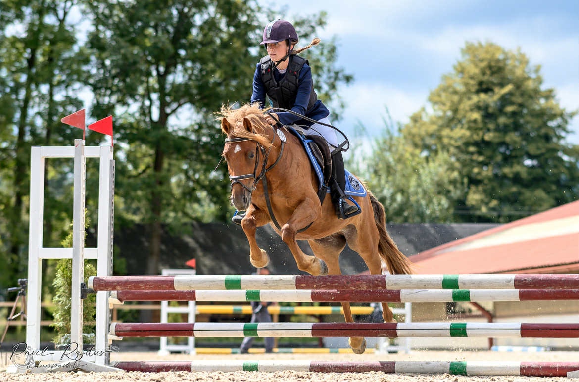 Talentovaný Valach Welsch part-Bred 133cm