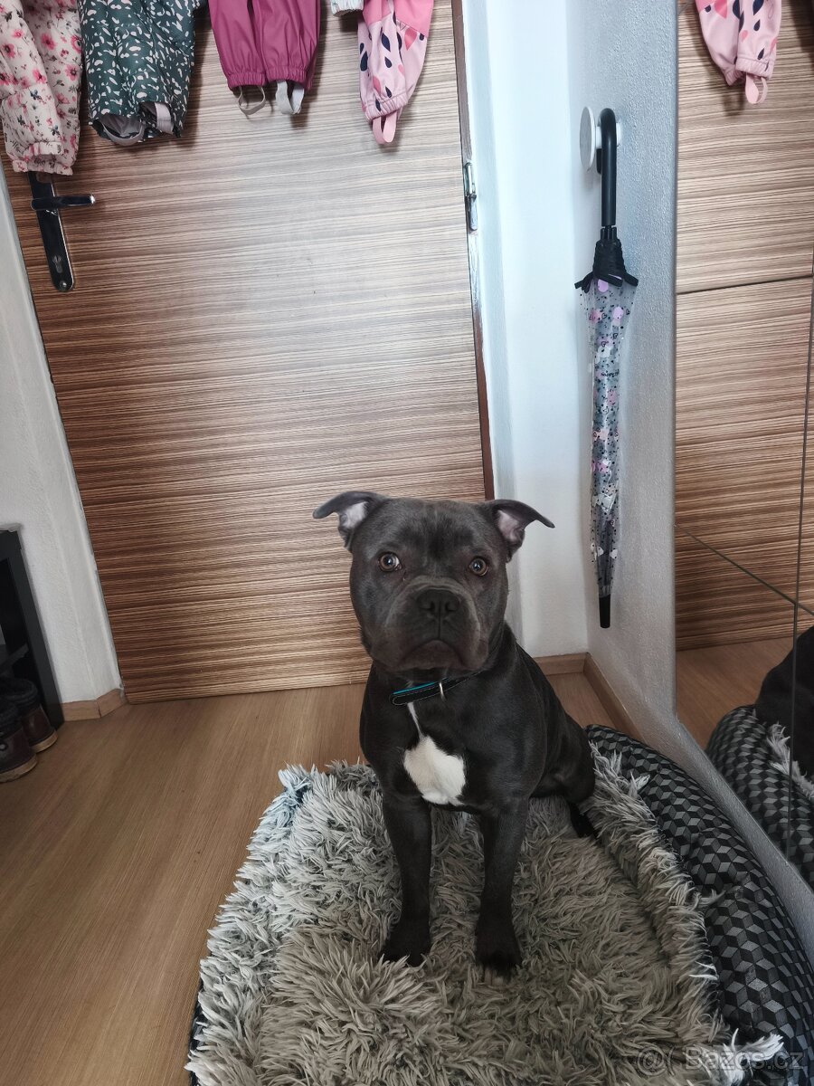 Stafordšírský bulteriér, Stafbul